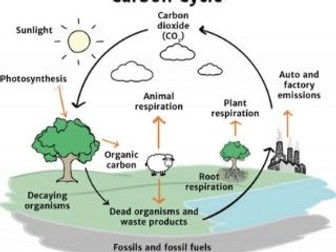 Carbon Cycle-Topical Revision exercise