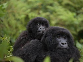David Attenborough-Africa Congo question sheet