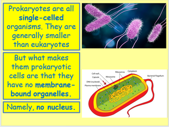AQA Biology Unit 1 - L2 Prokaryotes and Eukaryotes