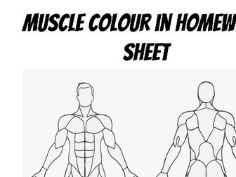 Muscle of the body - colour in sheet