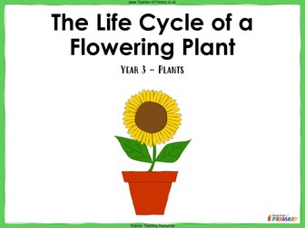 The Life Cycle of a Flowering Plant - Year 3