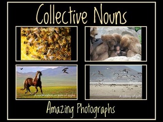 Collective Nouns:  Amazing Photographs