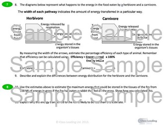 Food chains & energy transfer (updated)