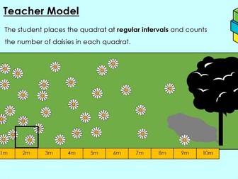 AQA GCSE Systematic sampling using transects (ECOLOGY)