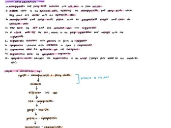 AQA A level Biology A* notes Topic 3 Organisms Exchange Substances with their Environment