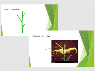 Parts of a flower recap - starter