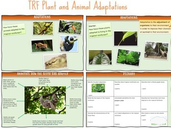 Tropical Rainforest Adaptations