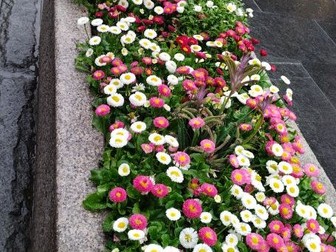 ASSESSMENT MATERIALS ON HOMOPHONES