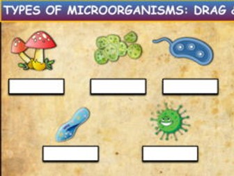 Types Of Microorganisms: Drag & Drop Worksheet: Google Slides+Powerpoint Version