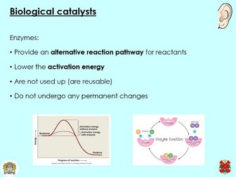 OCR A Level Biology - Role of enzymes