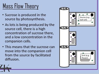 Translocation and Mass Flow Theory Lesson