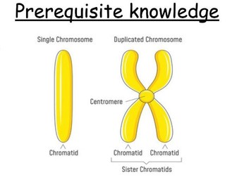 A-Level Biology Mitosis Lesson