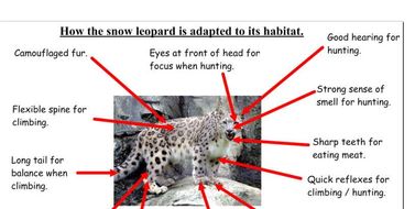Evolution and inheritance year 6 vocabulary picture
