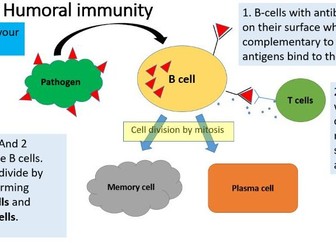 Humoral Immunity: Lesson 3 Immunity