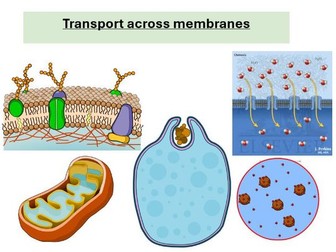 A-level Biology Cell Membrane: Structure, Function and Transport of Molecules