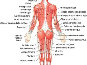 Btec Level 3 Posterior Muscles