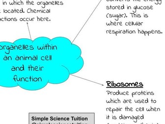 Animal Cell Mind Map Revision Resource