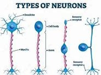 OCR Biology Neurones and receptors