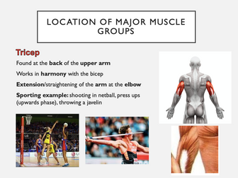 GCSE PE Structure and Function of Muscular System Bundle