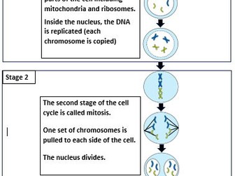 GCSE Mitosis and the cell cycle