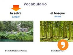 Los Animales - Animals - Video Tutorial