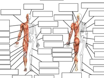 OCR A Level Muscle & Skeletal Diagram