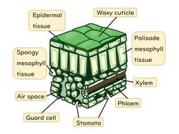 Plant Cell Organisation Slides and Worksheet (GCSE Biology AQA ...