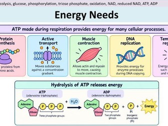 Glycolysis - AQA A Level Biology