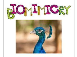 STEM - Biomimicry for Young Children - Penguins, Owls and other Birds