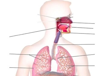 IB SEHS Unit 2 - Exercise Physiology