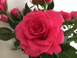 Valentine's Day Bundle
