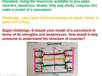 The musculoskeletal system and movement unit - AQA L3 applied science