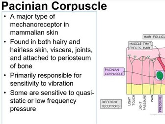 A Level Biology - Pacinian Corpuscle - Info and Exam Style Questions