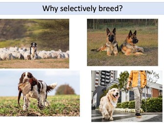Selective breeding
