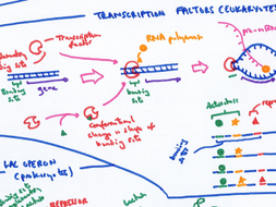 A level Control of Gene Expression revision poster | Teaching Resources