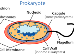 Prokaryotic organelles | Teaching Resources