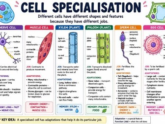 Cell Ks3 bundle worksheets,revision sheets and answers