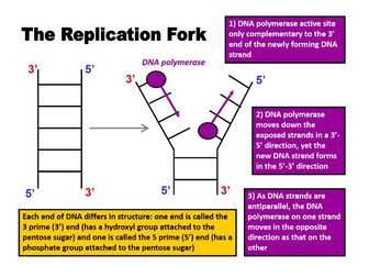 Semi-conservative method of DNA Replication - AS Unit: Biological Molecules (AQA)