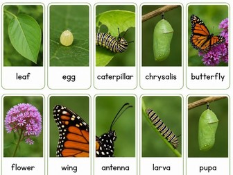 Butterfly life cycle vocabulary cards