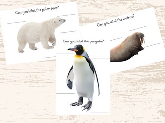 EYFS Polar Animals labelling