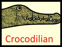 Crocodiles , Alligators ... Crocodilian !