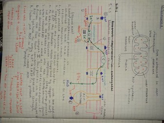 OCR A Level Biology A Revision Notes (Handwritten)