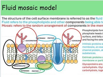 WJEC A level Biology AS Unit 1 Topic 1.3: Cell membranes and transport powerpoints for whole topic