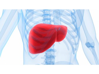 Biology A level OCR - Functions of the Liver