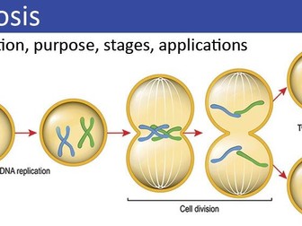 Year 7 Mitosis