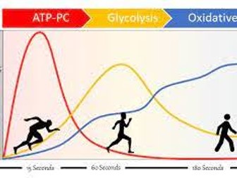 Energy System Flash Cards (AQA - A-Level PE)