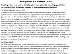 Pacemakers and Zeitgebers Revision (A2 Psychology)