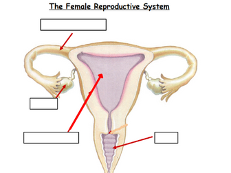 KS3 Male/Female Reproductive System Worksheet (SEND)