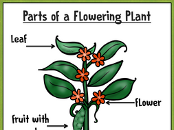 Parts of a Plant Poster