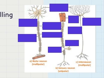 Biopsychology AQA A Level